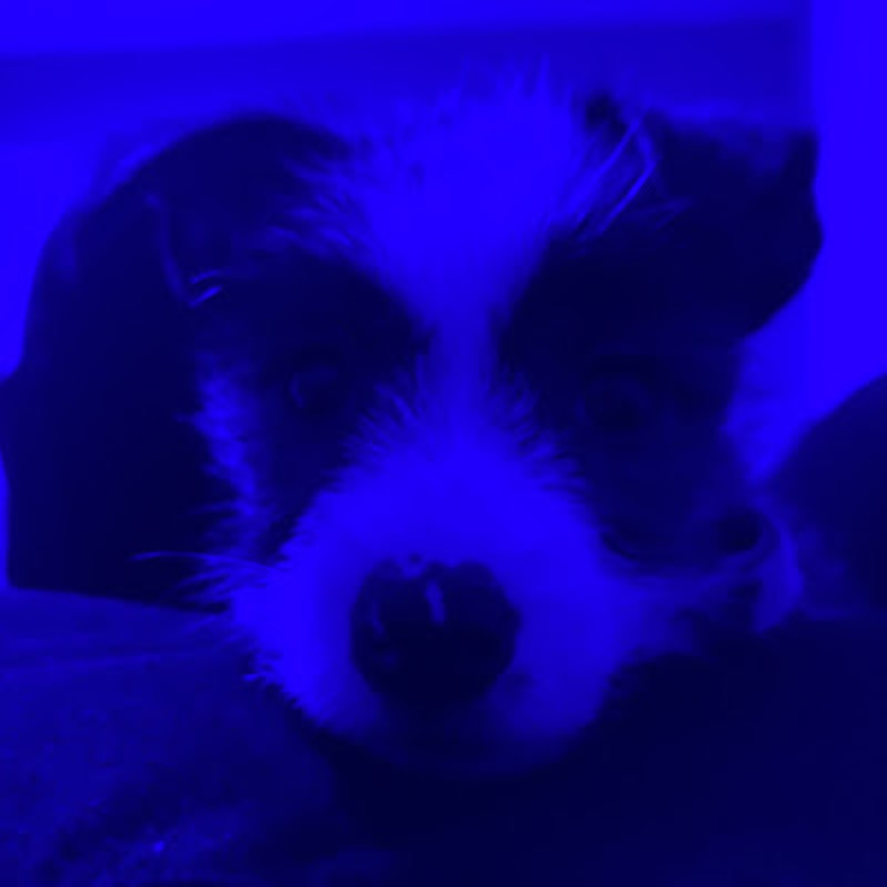 Meet your Posher, Rosalina
